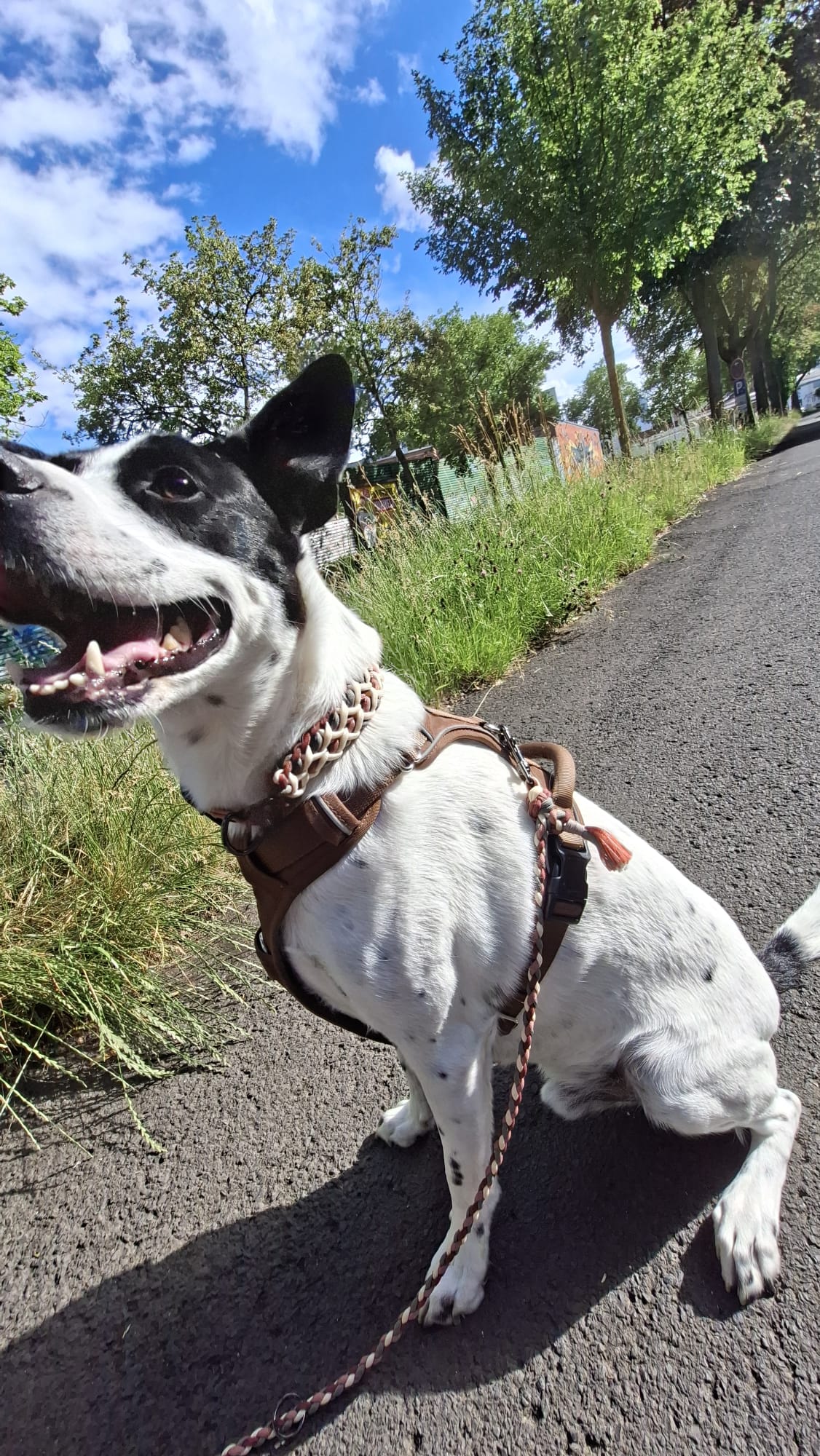 Halsband "Malibu"